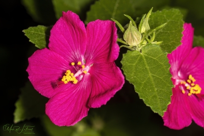 Texas Swamp Mallow, Austin, Texas